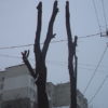 Триває обрізка аварійних дерев і кущів