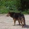 За три місяці п’ятеро винниківчан звернулося за меддопомогою через те, що їх покусали собаки