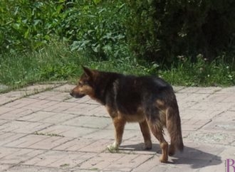 За три місяці п’ятеро винниківчан звернулося за меддопомогою через те, що їх покусали собаки