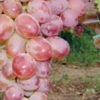 Виноградарів Винник запрошують на зустріч