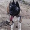 У Винниках домашня собака без намордника лякала батьків і дітей