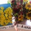 У СЗШ № 29 – виставка квітів, присвячена 100-річчю створення ЗУНР