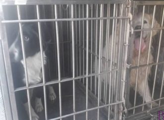 У Винниках відловлювали собак-безхатьків