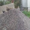 Куріпки перелітають ближче до людських осель – до холодної зими?