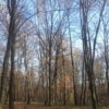 Осінь у винниківській діброві (Фото)