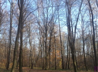Осінь у винниківській діброві (Фото)
