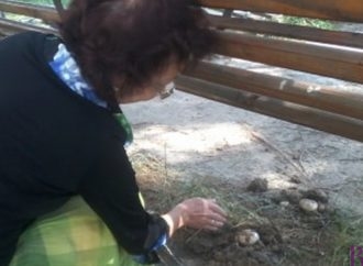 На території дитсадка зібрали урожай печериць