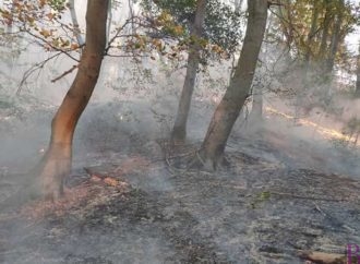 Горів ліс біля зупинки “Винниківське озеро”
