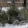 У Винниках визначено місця, де прийматимуть використані ялинки