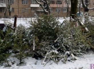 У Винниках визначено місця, де прийматимуть використані ялинки
