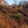 На Винниківському озері триває масова вирубка дерев