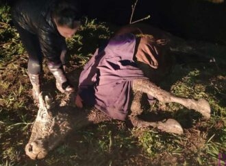 Винниківські надзвичайники врятували корову, яка впала в глибокий рів на вул. Дмитерка (фото)