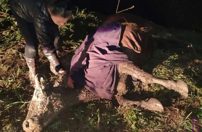 Винниківські надзвичайники врятували корову, яка впала в глибокий рів на вул. Дмитерка (фото)