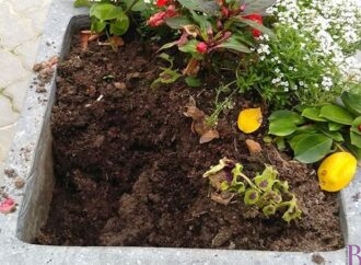 У Винниках “пасуться” викрадачі квітів