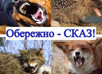 Вкусило кошеня: у Львові від сказу померла жінка