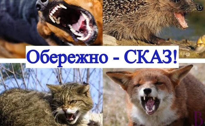 Вкусило кошеня: у Львові від сказу померла жінка
