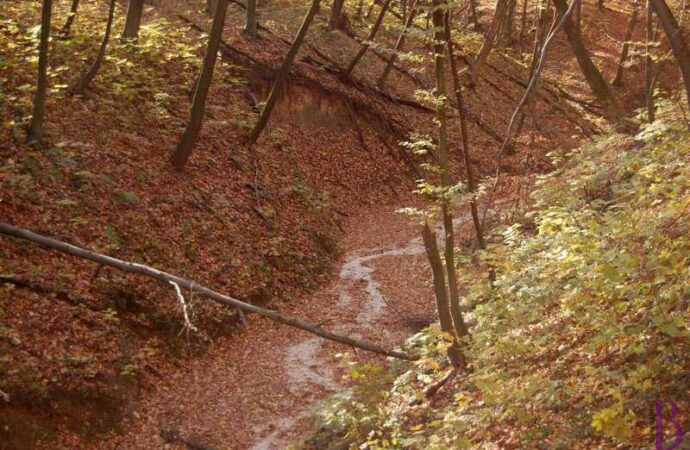У Винниківському лісі знайшли мертвим 16-річного хлопця