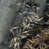 У ставку на вулиці Шевченка у Винниках відбувся мор риби через… злив рідких нечистот у воду!